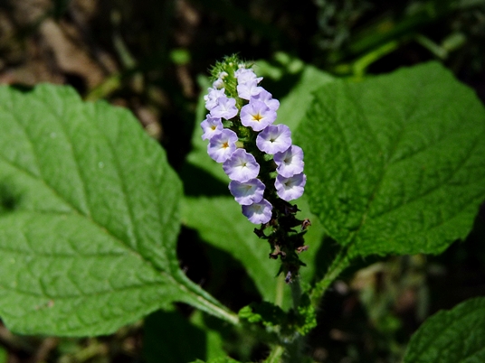 {Heliotropium indicum}